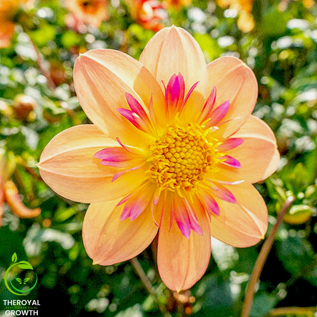 Kelsey Annie Joy Dahlia 3 Tubers Etsy Ireland