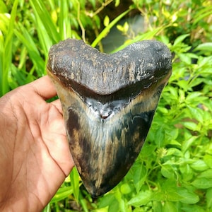 Pode incluir: Um grande dente de tubarão fossilizado de cor marrom escura e cinza. O dente tem forma triangular com uma ponta pontiaguda e bordas serrilhadas.