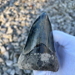 Pode incluir: Um grande dente de tubarão fossilizado de cor cinza escuro e superfície áspera e texturizada. O dente é pontiagudo e tem uma borda serrilhada.