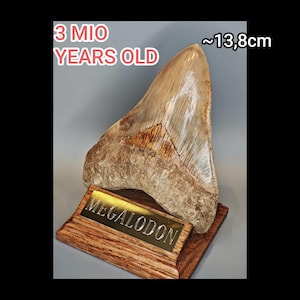 Pode incluir: Um dente de tubarão megalodonte fossilizado, com cerca de 13,8 cm de comprimento, exibido em uma base de madeira com uma placa de latão que diz "MEGALODON". O texto "3 MIO YEARS OLD" e "~13,8cm" também são visíveis.