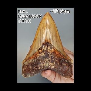 Fóssil de dente de tubarão Megalodon autêntico – Raridade para colecionadores indonésios (13,6 cm)