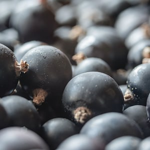 Black Currant Perfume Oil