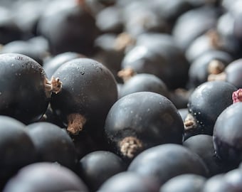 Schwarze Johannisbeere Parfümöl