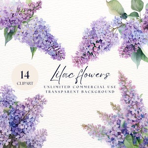 PNG lilas | Clipart fleurs lilas | Clipart floral lilas aquarelle | Décoration murale... | Cadre fleuri | Bouquet de lilas dans un vase | Fleurs de printemps