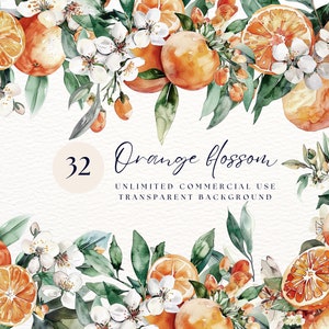 Orange Blossoms | Summer Citrus Clipart | Flower Blossom | Digital Clipart Png | Orange Twig Clipart | Transparent Png | Oranges Png
