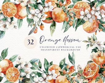 Orangenblüten | Sommer Zitrus Clipart | Blumenblüte | Digitale Clipart-Png | Orange Zweig Clipart | Transparentes PNG | Orangen Png