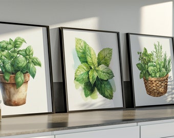 Op de afbeelding: Drie ingelijste aquarellen van verschillende kruiden. De eerste afbeelding toont een potbasilplant. De tweede afbeelding toont een bos muntbladeren. De derde afbeelding toont een mand met kruiden, waaronder rozemarijn, basilicum en tijm.