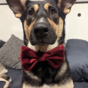 Bow/bow tie for collars