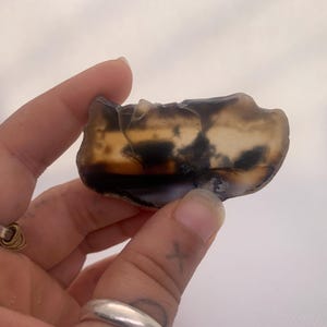 May include: A polished, irregularly shaped stone with a mix of brown, black, and cream colours. The stone is held in a hand, showcasing its natural patterns and textures. The stone's surface has a translucent quality.