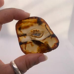 May include: A polished, translucent stone with amber, brown, and black colours. The stone features a distinctive pattern with a central eye-like shape. The stone is held between fingers, highlighting its natural beauty.