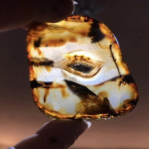Peut inclure: Une pierre d'ambre translucide, aux inclusions marron foncé et noires. La pierre, tenue entre les doigts, révèle des motifs naturels et des couleurs variées. L'ambre, de forme irrégulière, est éclairée par l'arrière.