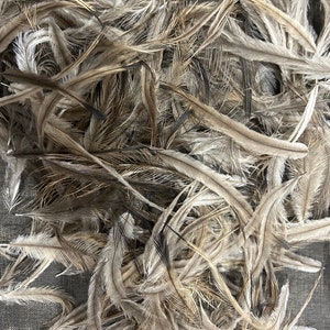 May include: A pile of brown and grey feathers. The feathers are soft and fluffy, and they are arranged in a random pattern.