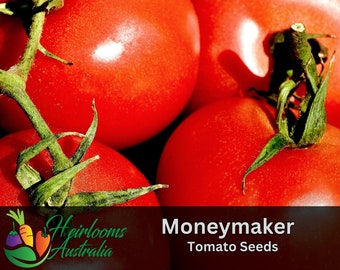 TOMATO 'Moneymaker'  40+ Seeds Heirloom Vegetable Garden, Old English Heirloom, Heavy Yielding Tomato, Globe Shaped Fruit, No Sale WA/Tas