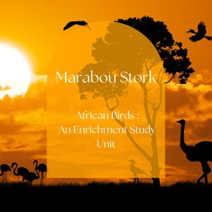 Marabou Stork Enrichment Study Unit, Homeschool unit for Africa, Bird Studies, Homeschool Resources and Ideas