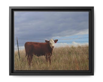 Hereford Cattle Canvas Art Print: Rustic Farmhouse Wall Decor