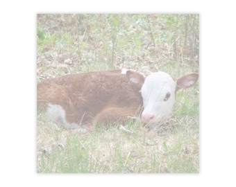 Hereford Calf Post-it® Notes: Farm Animal Stationery