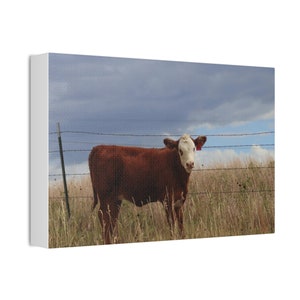 Hereford Cow Canvas