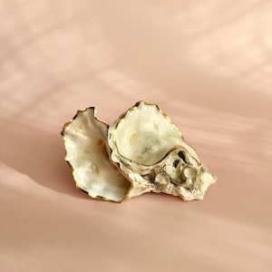 May include: Two open oyster shells with a gold trim, resting on a pink surface. The shells have a creamy white interior with dark markings and a textured exterior. The gold trim adds a touch of elegance to the natural forms.