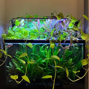 May include: A two-tiered aquarium filled with lush green aquatic plants and vibrant purple foliage. The tanks are illuminated by overhead lighting, creating a thriving underwater ecosystem. Trailing vines cascade down the sides, adding a natural touch.