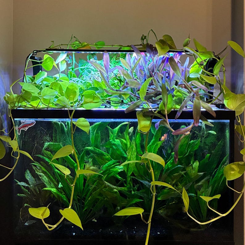 May include: A two-tiered aquarium filled with lush green aquatic plants and vibrant purple foliage. The tanks are illuminated by overhead lighting, creating a thriving underwater ecosystem. Trailing vines cascade down the sides, adding a natural touch.