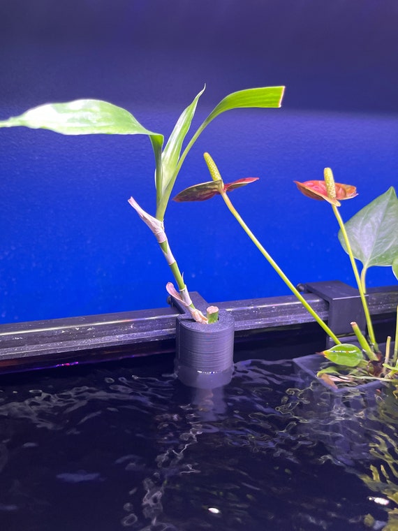 Aquatic Bamboo/Vine Planter (Aquarium, Aquarium Decor, Aquarium Accessories, Fish tanks)