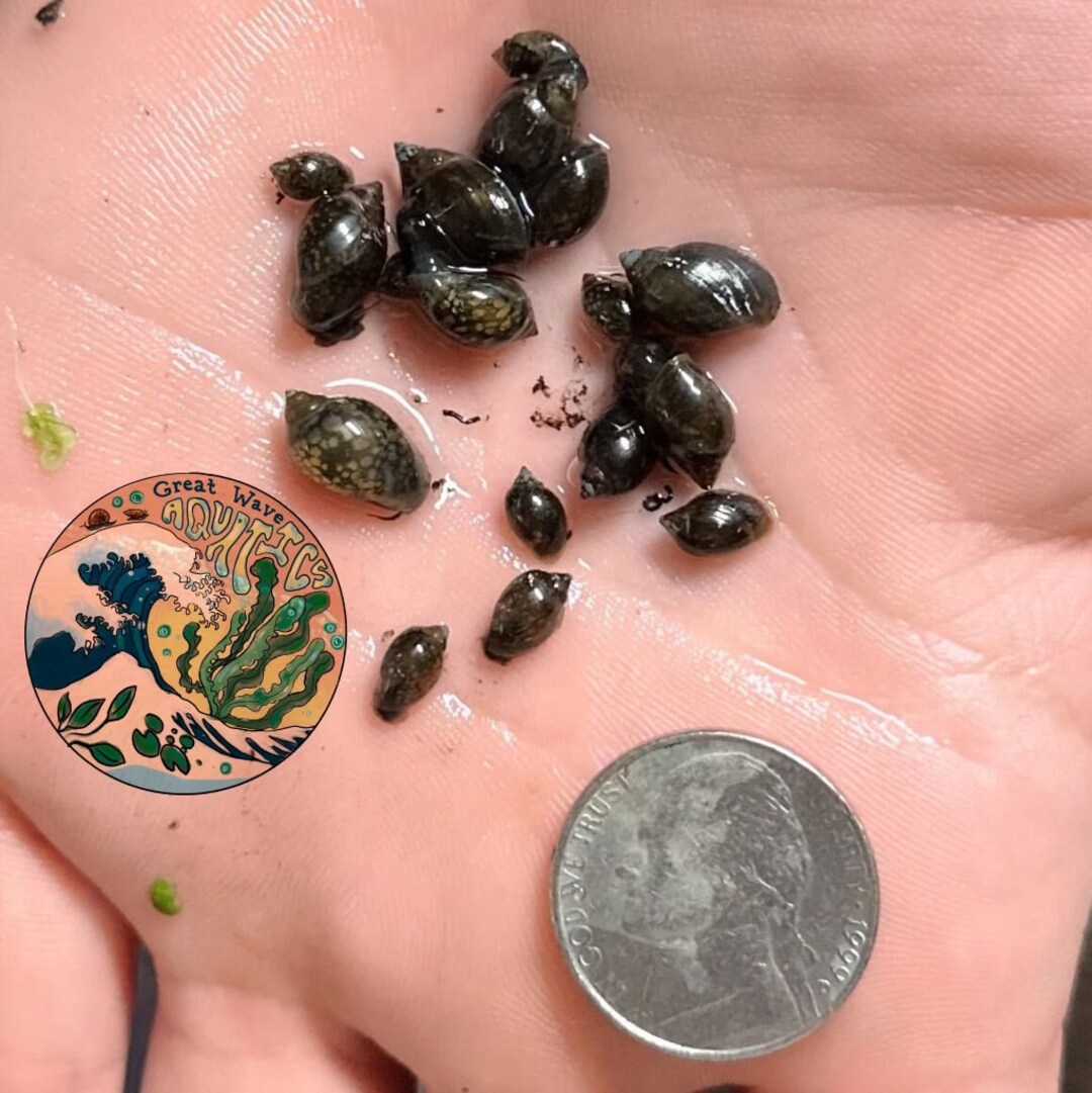 Tadpole Snails feeder Pond Bladder Snails Etsy