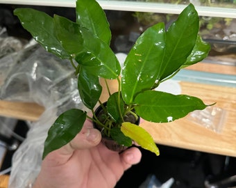 Anubias Short and Sharp