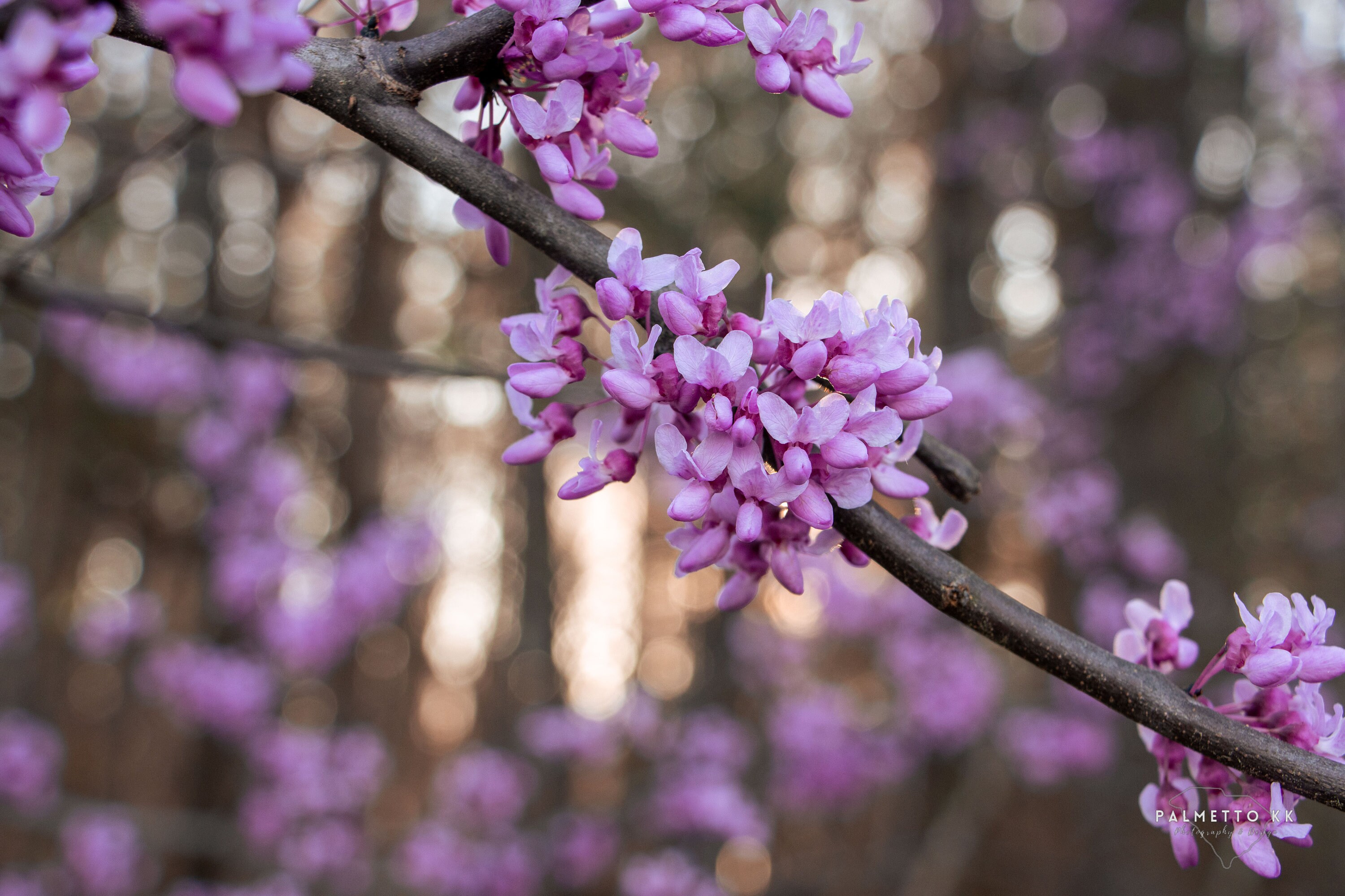 Eastern Redbud Tree Canvas Judas Tree Flower Photography Spring Flowers