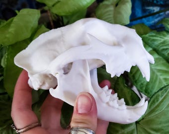 MINI Mountain Lion Skull Replica