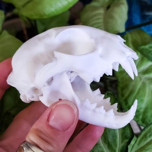 MINI Lynx Skull Replica