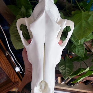 Wolf Skull Replica