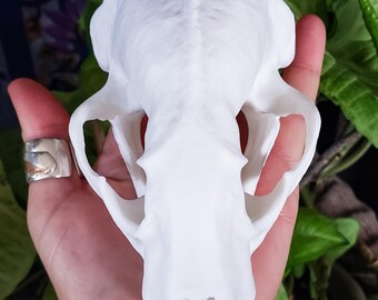 アメリカアナグマの頭蓋骨レプリカ（博物館品質） - Etsy 日本