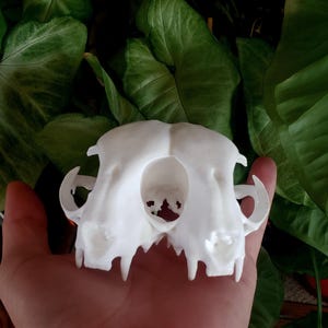 May include: A white plastic replica of a cat skull. The skull is viewed from the top and shows the nasal cavity and teeth.