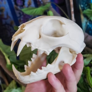 Bobcat Skull Replica