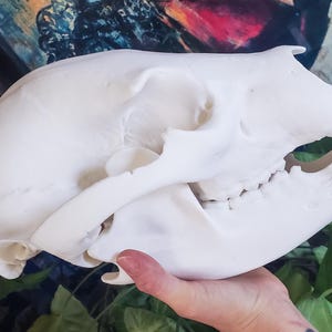 XL Black Bear Skull Replica
