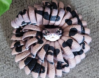 Pitone palla normale articolato con occhi di vetro