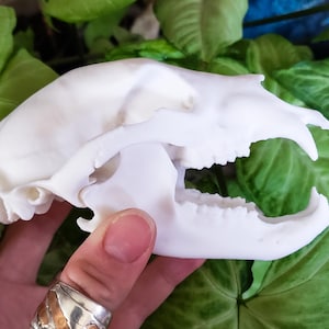 MINI Black Bear Skull Replica