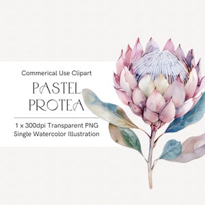Zarte Aquarell Protea Clipart, Einzelstück, Rosa Blumen PNG, Australische Flora Hochzeit Clipart, Pastell Frühlingsblumen Kommerzielle Nutzung 361