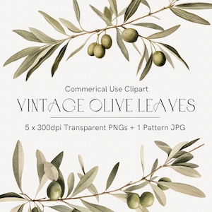 Olive Wreath Png | Olive Leaf Clipart | Watercolor Olive | Watercolor Clipart | Green Leaves | Watercolor Leaves | Vintage Greenery 230
