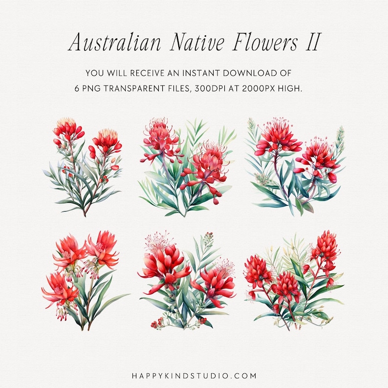 May include: Six watercolor illustrations of Australian native flowers with red blossoms and green leaves. The flowers are arranged in a grid pattern on a white background. The text "Australian Native Flowers II" is at the top of the image. The text "YOU WILL RECEIVE AN INSTANT DOWNLOAD OF 6 PNG TRANSPARENT FILES, 300DPI AT 2000PX HIGH." is below the image.