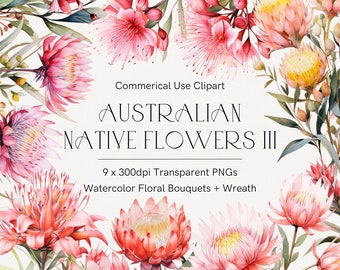 Australian native flowers clipart, Protea clipart, Eucalyptus leaves, Aussie flora, Banksias, Wattle, Watercolor desert flowers, Pink flower