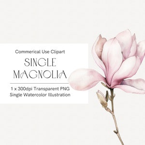 Rosa Magnolie Aquarell Clipart, Blumen Aquarell Blume PNG, Hochzeit Clipart, kommerzielle Nutzung, einzelne Magnolie, Muttertag Clipart 356