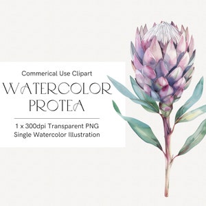 Aquarell Protea Clipart, rosa Protea Blumen PNG, tropische Blumenillustration für Hochzeitseinladungen, Einzelstück kommerzielle Nutzung 362
