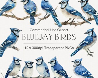 Blue jay bird clipart, Watercolor blue bird graphics, Watercolor blue jay transparent png, Spring birds bundle, Pair of blue jay birds 253