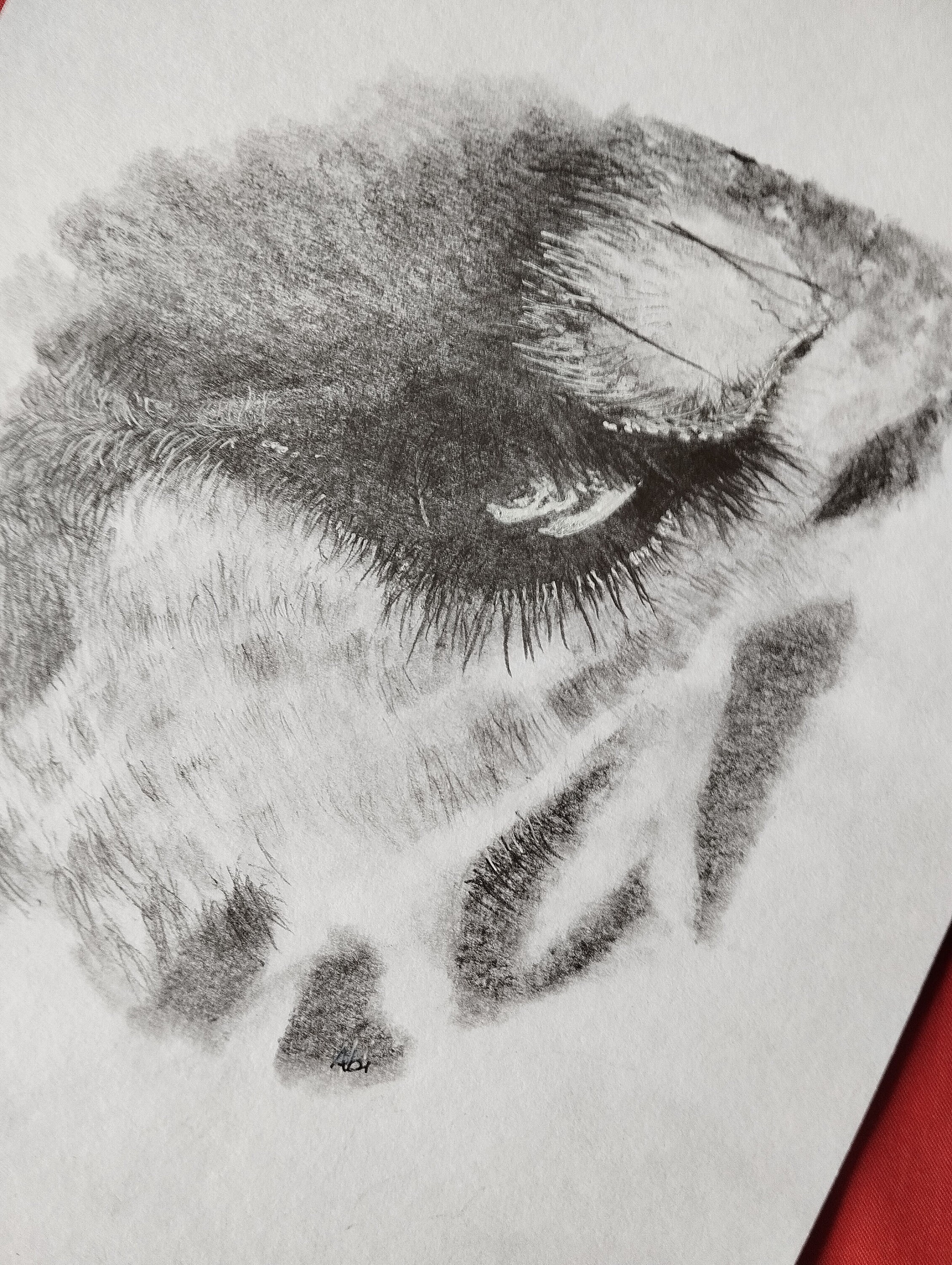 Giraffe Eye, Pencil Drawing of A Giraffe's Eye, Beautiful Pencil Sketch of an Eye, Long Eye