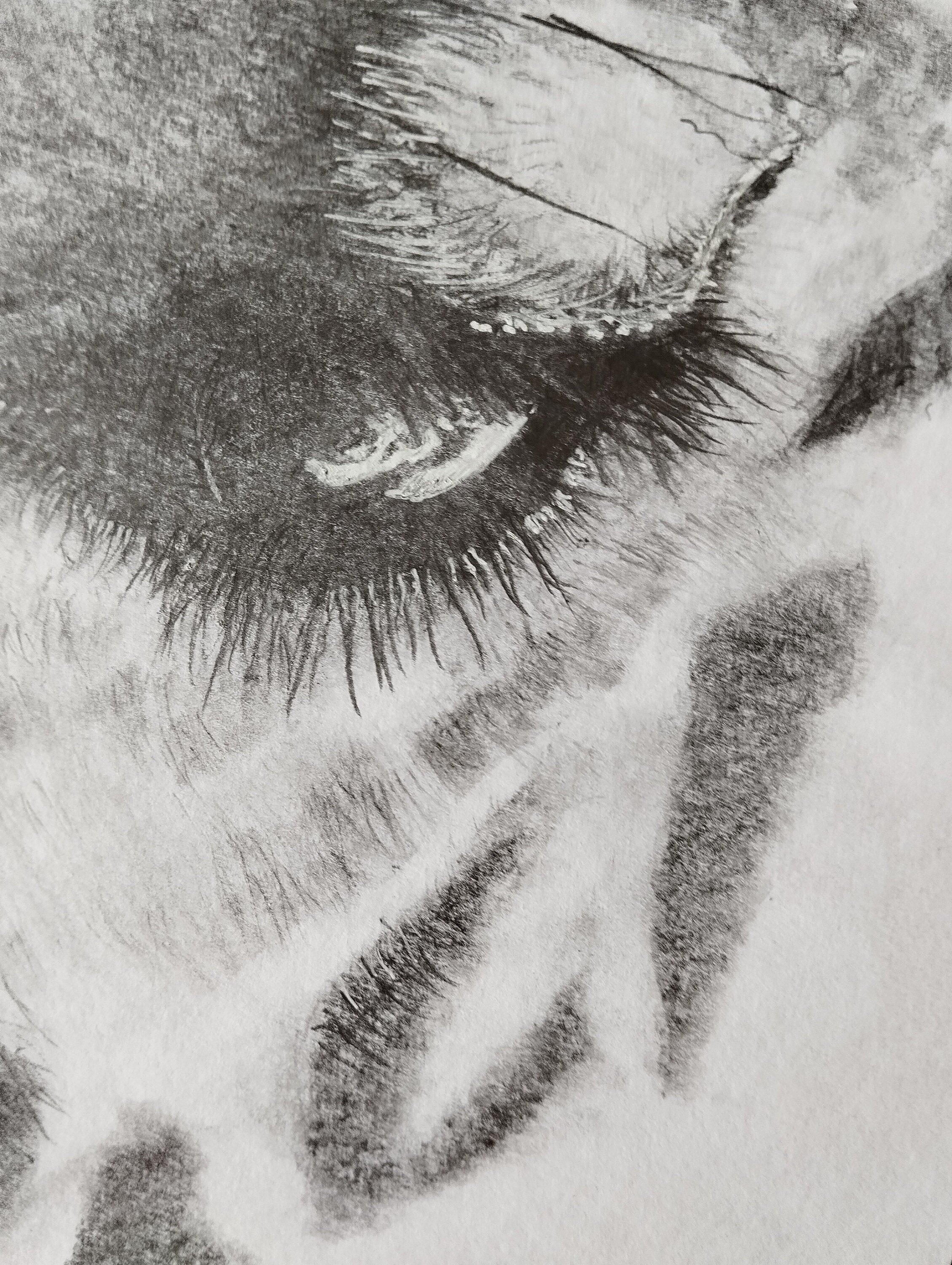 Giraffe Eye, Pencil Drawing of A Giraffe's Eye, Beautiful Pencil Sketch of an Eye, Long Eye