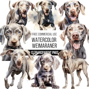 Aquarell Weimaraner Clipart - 12 hochwertige transparente PNGs | Sennenhund Illustration | Digitaler Download | Designs für T-Shirts