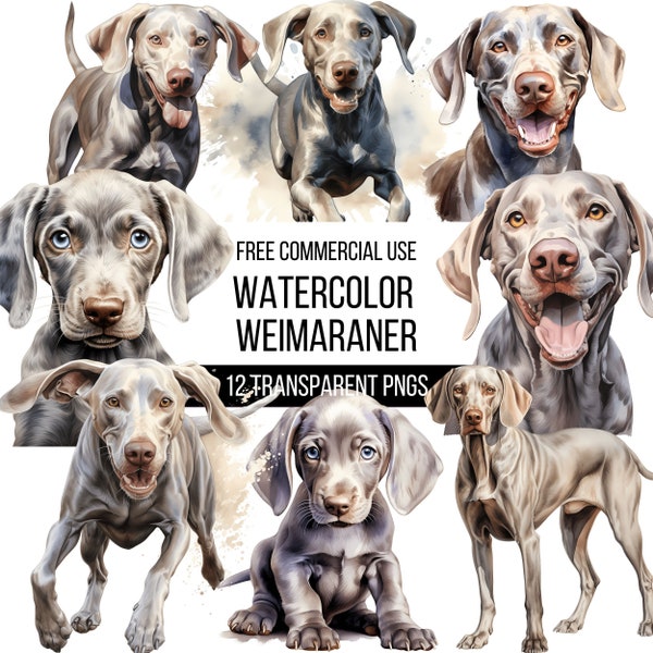 Watercolor Weimaraner Clipart - 12 High Quality Transparent PNGs | Mountain Dog Illustration | Digital Download | Designs for T-shirts