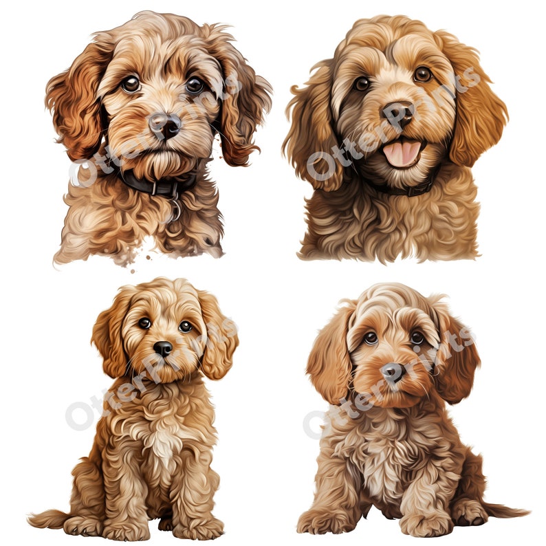Cockapoo Dog Clipart 12 High Quality Transparent Pngs Cute Illustration ...