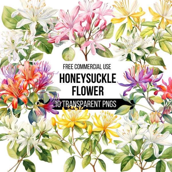 Honeysuckle Flower Watercolor Clipart - 10 High Quality Transparent PNGs Images | Digital Download | Illustration | Designs for T-shirts